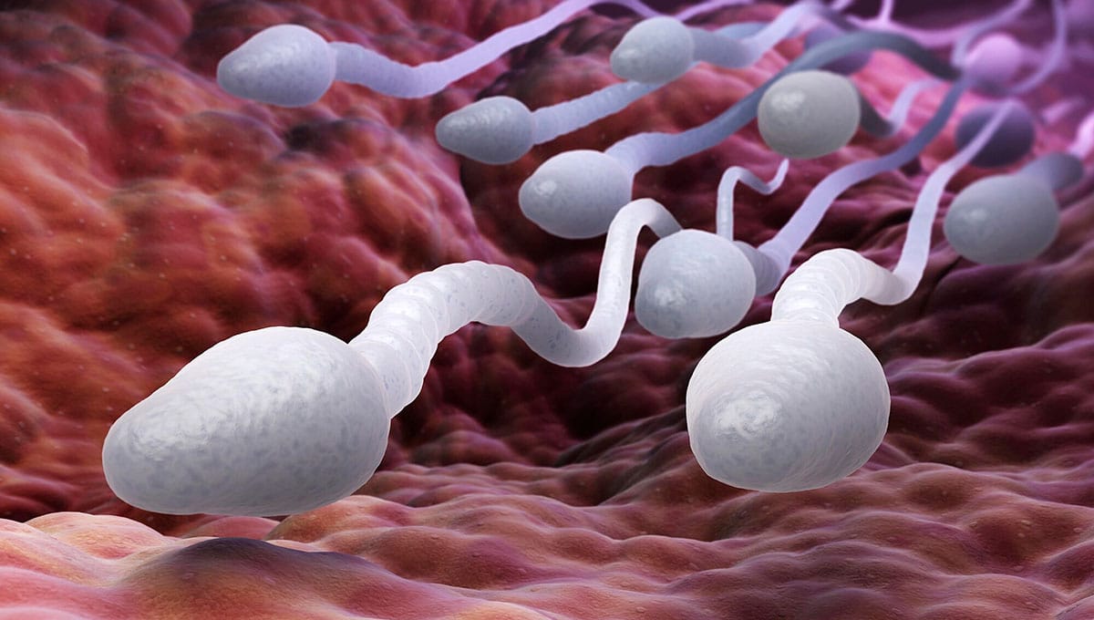 Read more about the article Female body has clever ways of eliminating weak sperm