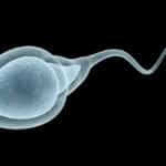 Amazing Human Sperm – Trivia