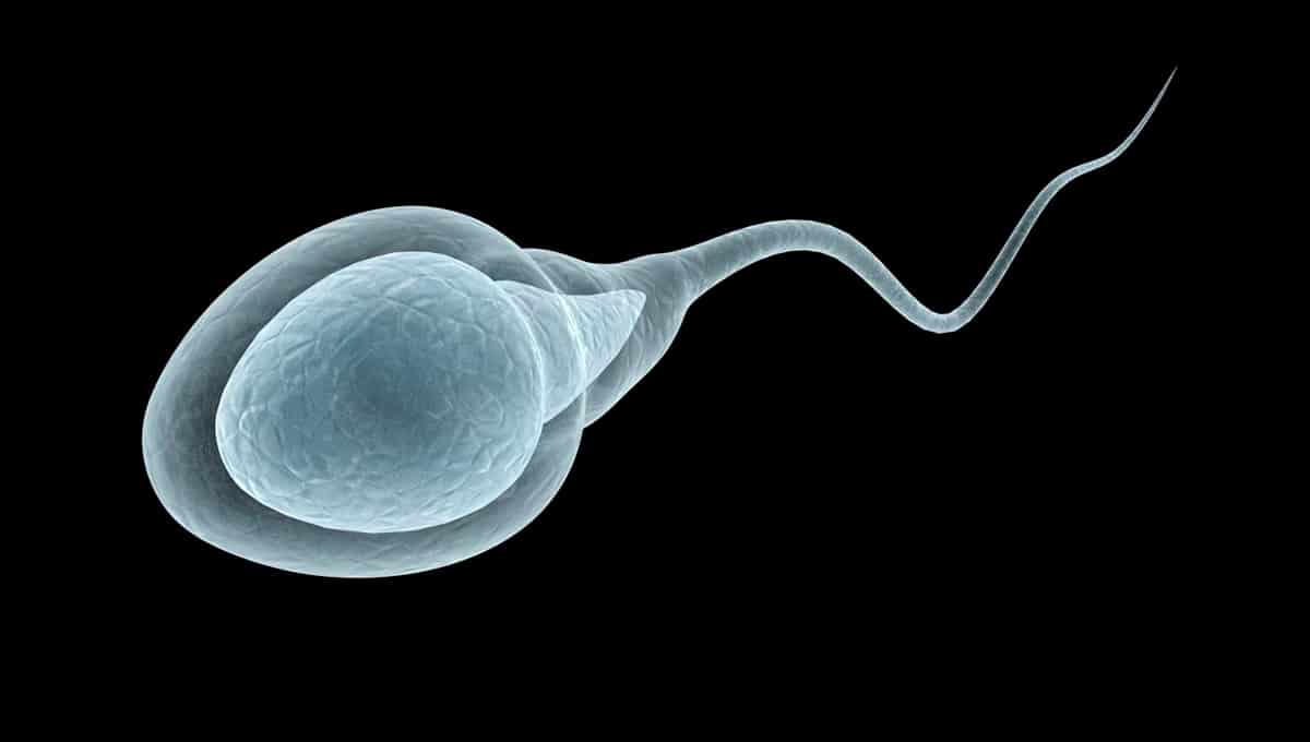 Read more about the article Amazing Human Sperm – Trivia