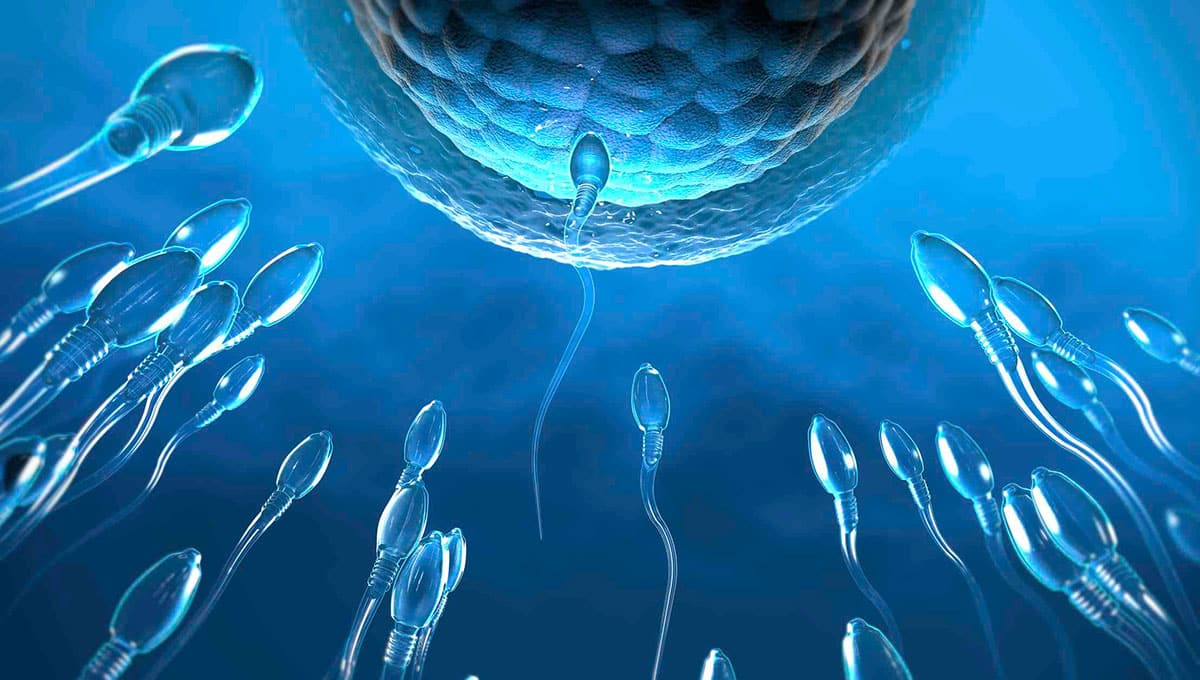 Read more about the article VIDEO – Learn The Process of Conception in 2 Minutes
