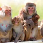 Male Contraception Update – Vasalgel Testing Confirms 100% Contraception In Male Primates